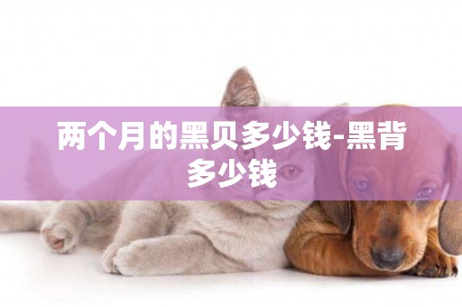 兩個月的黑貝多少錢-黑背多少錢
