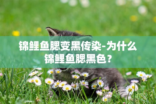 錦鯉魚腮變黑傳染-為什么錦鯉魚腮黑色？