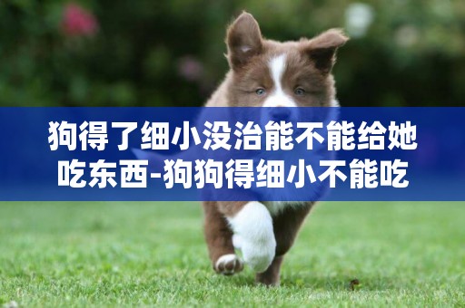 狗得了細小沒治能不能給她吃東西-狗狗得細小不能吃東西嗎