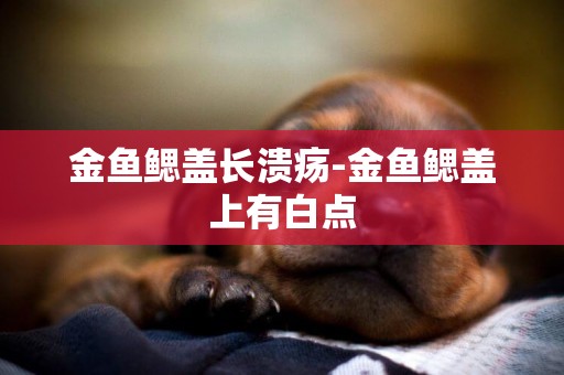 金魚鰓蓋長潰瘍-金魚鰓蓋上有白點