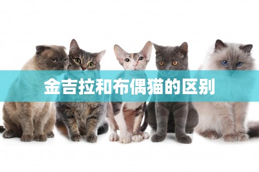 金吉拉和布偶貓的區別
