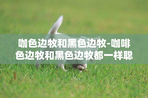 咖色邊牧和黑色邊牧-咖啡色邊牧和黑色邊牧都一樣聰明嗎?