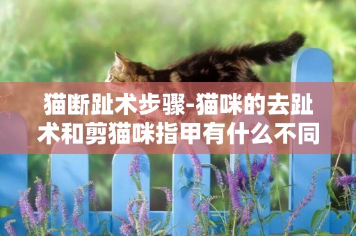 貓斷趾術步驟-貓咪的去趾術和剪貓咪指甲有什么不同？？？