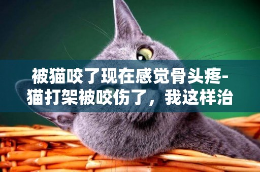 被貓咬了現在感覺骨頭疼-貓打架被咬傷了，我這樣治療是否可行？