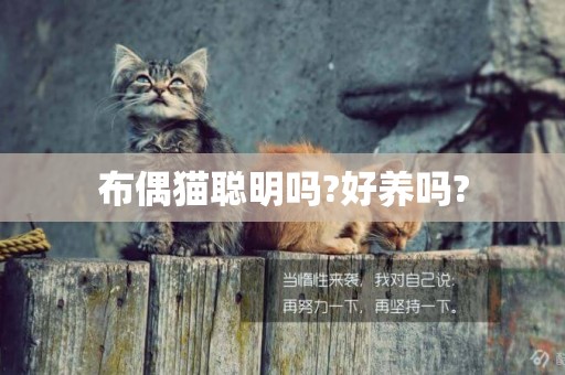 布偶貓聰明嗎?好養嗎?