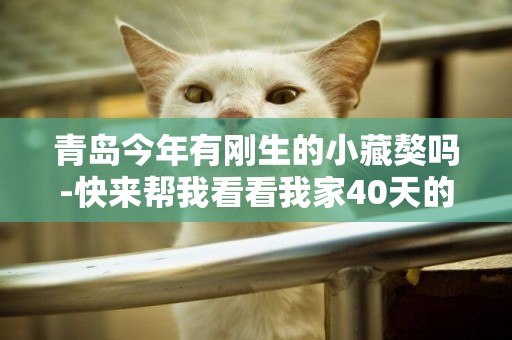 青島今年有剛生的小藏獒嗎-快來幫我看看我家40天的小藏獒這是怎么了