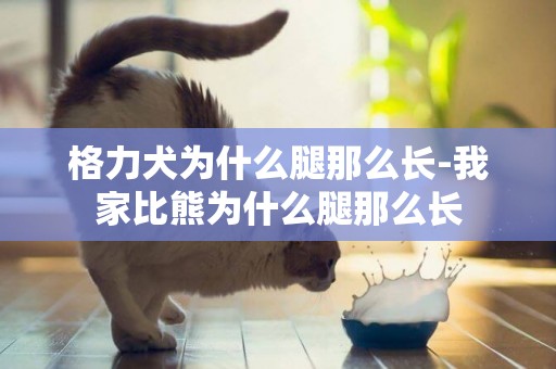 格力犬為什么腿那么長-我家比熊為什么腿那么長