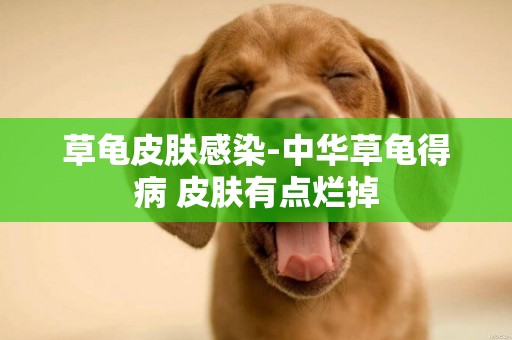 草龜皮膚感染-中華草龜得病 皮膚有點爛掉