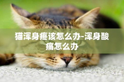 貓渾身疼該怎么辦-渾身酸痛怎么辦
