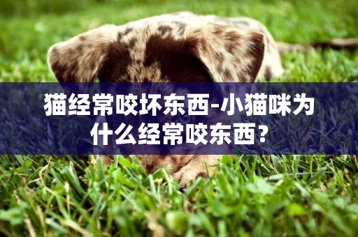 貓經常咬壞東西-小貓咪為什么經常咬東西？