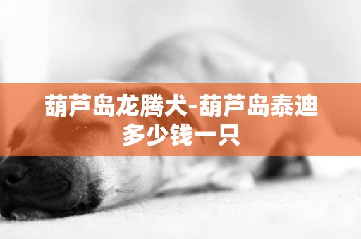 葫蘆島龍騰犬-葫蘆島泰迪多少錢一只