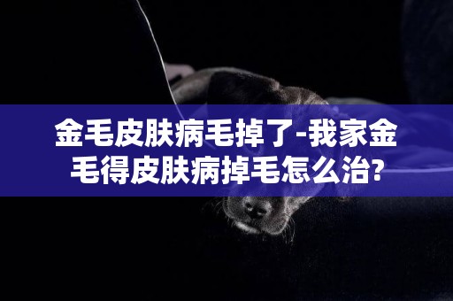 金毛皮膚病毛掉了-我家金毛得皮膚病掉毛怎么治?