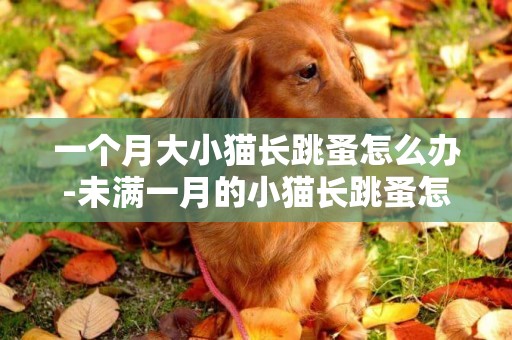 一個月大小貓長跳蚤怎么辦-未滿一月的小貓長跳蚤怎么辦？