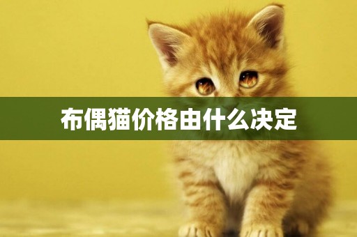 布偶貓價格由什么決定