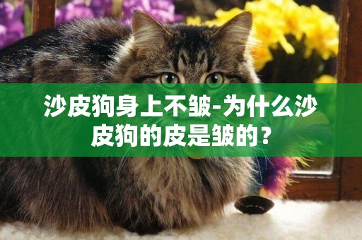 沙皮狗身上不皺-為什么沙皮狗的皮是皺的？