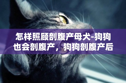 怎樣照顧剖腹產母犬-狗狗也會剖腹產，狗狗剖腹產后如何照料呢？
