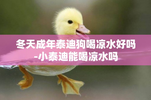 冬天成年泰迪狗喝涼水好嗎-小泰迪能喝涼水嗎