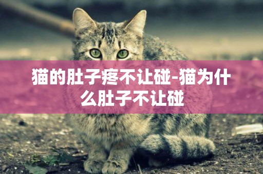 貓的肚子疼不讓碰-貓為什么肚子不讓碰