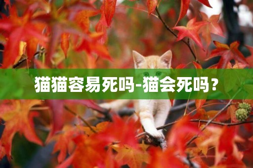 貓貓容易死嗎-貓會死嗎？