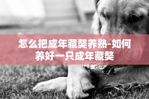 怎么把成年藏獒養熟-如何養好一只成年藏獒