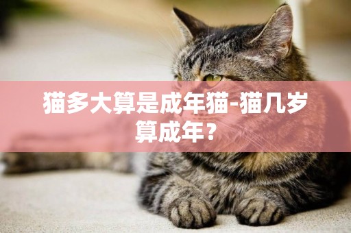 貓多大算是成年貓-貓幾歲算成年？