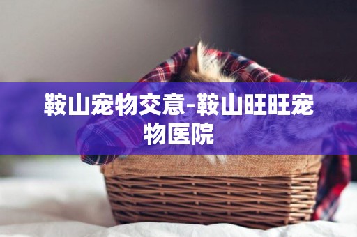 鞍山寵物交意-鞍山旺旺寵物醫院