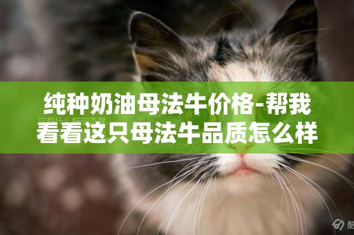 純種奶油母法牛價格-幫我看看這只母法牛品質怎么樣 值多少錢