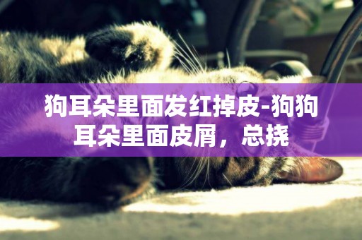 狗耳朵里面發紅掉皮-狗狗耳朵里面皮屑，總撓