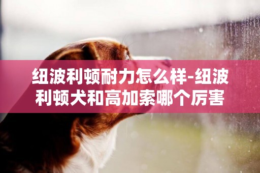 紐波利頓耐力怎么樣-紐波利頓犬和高加索哪個厲害