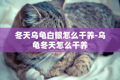 冬天烏龜白眼怎么干養-烏龜冬天怎么干養