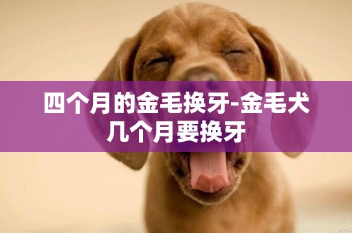 四個月的金毛換牙-金毛犬幾個月要換牙