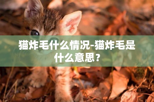 貓炸毛什么情況-貓炸毛是什么意思？