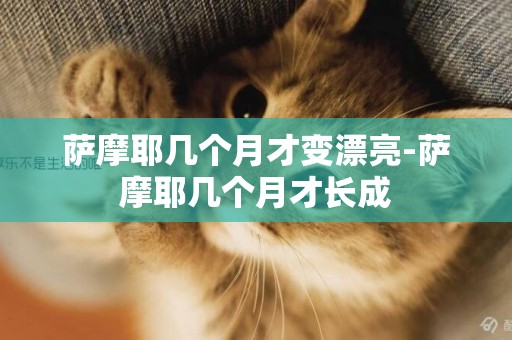 薩摩耶幾個月才變漂亮-薩摩耶幾個月才長成