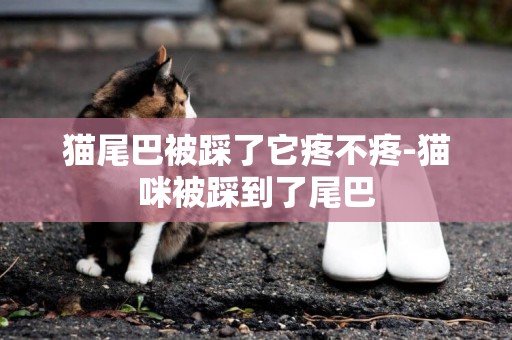 貓尾巴被踩了它疼不疼-貓咪被踩到了尾巴