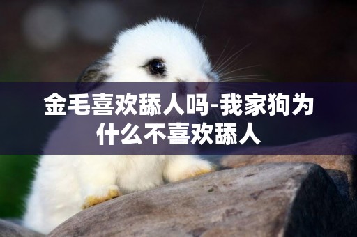金毛喜歡舔人嗎-我家狗為什么不喜歡舔人