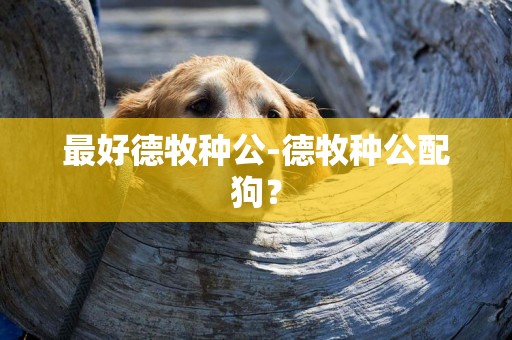 最好德牧種公-德牧種公配狗？