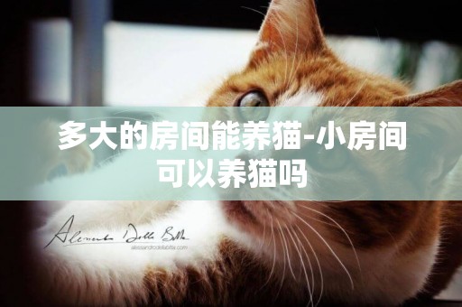 多大的房間能養貓-小房間可以養貓嗎