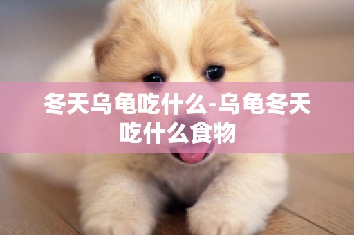 冬天烏龜吃什么-烏龜冬天吃什么食物