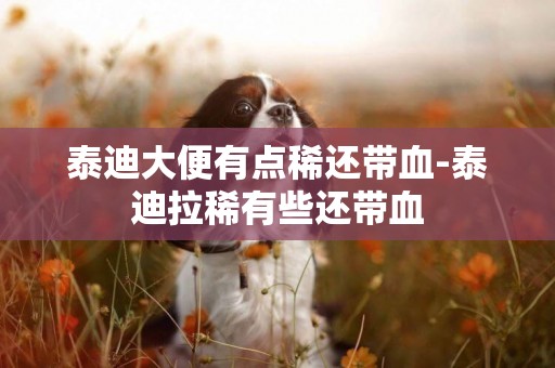 泰迪大便有點稀還帶血-泰迪拉稀有些還帶血