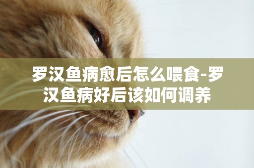 羅漢魚病愈后怎么喂食-羅漢魚病好后該如何調養