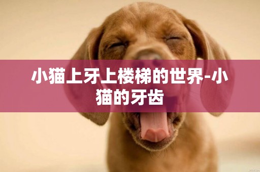 小貓上牙上樓梯的世界-小貓的牙齒