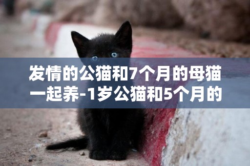 發情的公貓和7個月的母貓一起養-1歲公貓和5個月的母貓能一起養嗎
