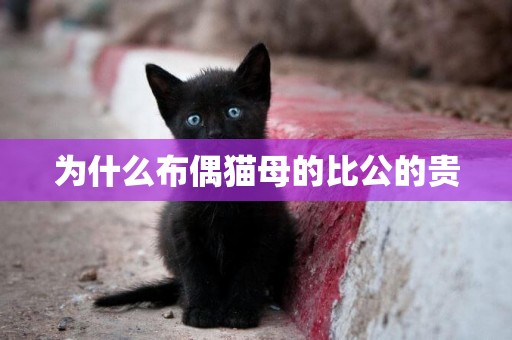 為什么布偶貓母的比公的貴