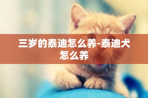 三歲的泰迪怎么養-泰迪犬怎么養