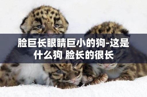 臉巨長眼睛巨小的狗-這是什么狗 臉長的很長