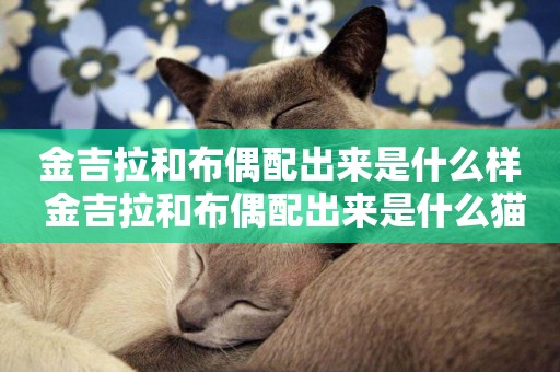 金吉拉和布偶配出來是什么樣 金吉拉和布偶配出來是什么貓