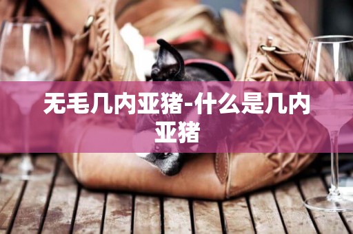 無毛幾內亞豬-什么是幾內亞豬