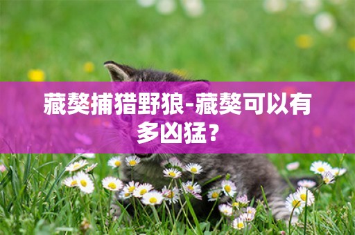 藏獒捕獵野狼-藏獒可以有多兇猛？