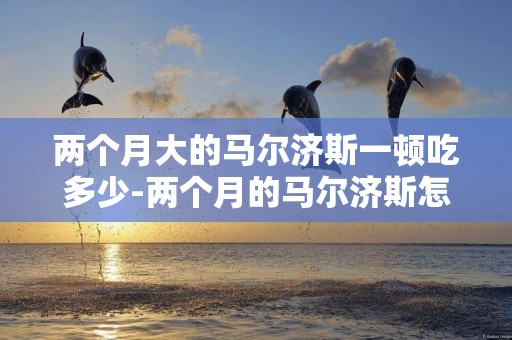 兩個月大的馬爾濟斯一頓吃多少-兩個月的馬爾濟斯怎么養？