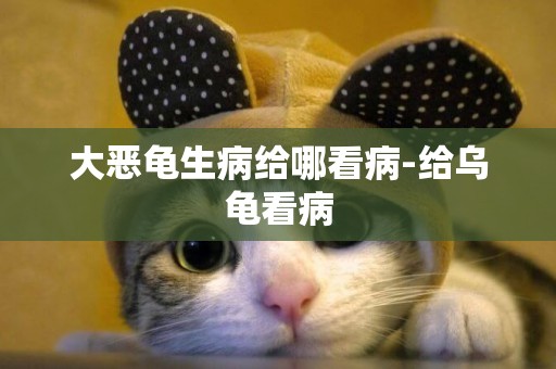 大惡龜生病給哪看病-給烏龜看病